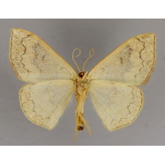 /filer/webapps/moths/media/images/N/nitidata_Epicosymbia_A_ZSM_02.jpg