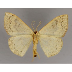 /filer/webapps/moths/media/images/N/nitidata_Epicosymbia_A_ZSM_02.jpg