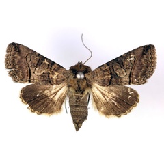 /filer/webapps/moths/media/images/T/triopis_Abrostola_A_RMCA.jpg