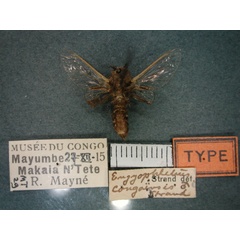 /filer/webapps/moths/media/images/C/congoensis_Eulophonotus_HT_RMCA_02.jpg