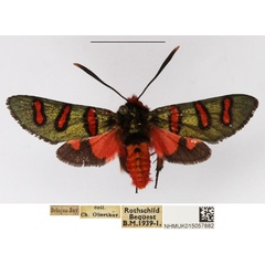 /filer/webapps/moths/media/images/E/erythropyga_Arniocera_AF_NHMUK_01.jpg