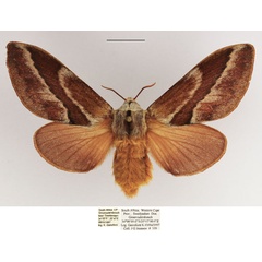 /filer/webapps/moths/media/images/B/bifascia_Eutricha_AF_TMSA_02.jpg