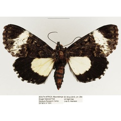 /filer/webapps/moths/media/images/M/melanoleuca_Lophonotidia_AF_TMSA_01.jpg
