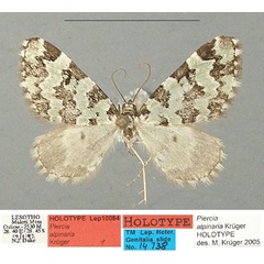 /filer/webapps/moths/media/images/A/alpinaria_Piercia_HT_TMSA_6eGDF9N.jpg