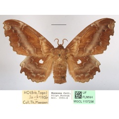 /filer/webapps/moths/media/images/T/tripunctata_Mimopacha_AF_MGCLa_02.JPG