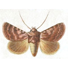 /filer/webapps/moths/media/images/F/felicina_Polia_HT_Donzel-2.jpg