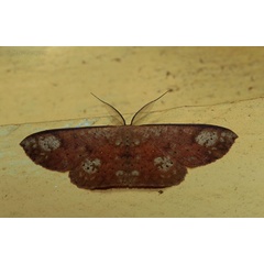 /filer/webapps/moths/media/images/M/metamorpha_Cyclophora_AM_Pasquasy.jpg