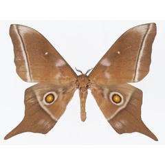 /filer/webapps/moths/media/images/L/longicaudata_Imbrasia_AM_Basquin_02.jpg