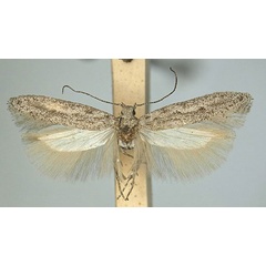 /filer/webapps/moths/media/images/V/varivansoni_Scrobipalpa_HT_TMSA.jpg