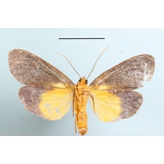 /filer/webapps/moths/media/images/V/viridis_Carpostalagma_A_MGCLb_01.JPG