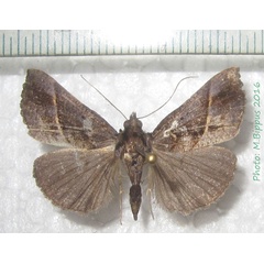 /filer/webapps/moths/media/images/O/ophiusinalis_Hypena_A_Bippus.jpg