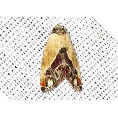 /filer/webapps/moths/media/images/B/bethunebakeri_Maliattha_A_Braun_03.jpg