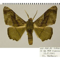 /filer/webapps/moths/media/images/P/purpuraria_Hemicopsis_AM_ZSMa.jpg