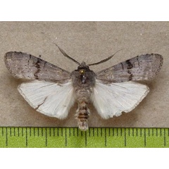 /filer/webapps/moths/media/images/C/cineracea_Archistilbia_A_Butler.JPG