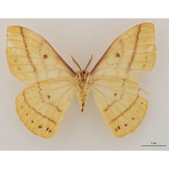 /filer/webapps/moths/media/images/N/nyikensis_Tagoropsiella_HT_RBINS_02.jpg