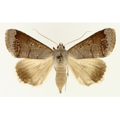 /filer/webapps/moths/media/images/S/salita_Ophiusa_AF_TMSA_02.jpg