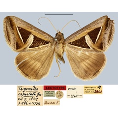 /filer/webapps/moths/media/images/E/exportata_Trigonodes_LT_MNHN.jpg