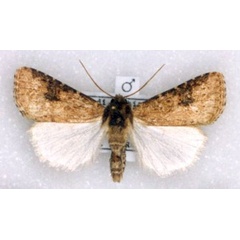 /filer/webapps/moths/media/images/L/legraini_Agrotis_HT_Legrain.jpg