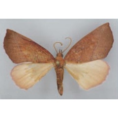 /filer/webapps/moths/media/images/C/crenata_Terpnostola_HT_TMSA.jpg