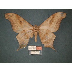 /filer/webapps/moths/media/images/T/truncata_Imbrasia_PT_RMCA_02.jpg