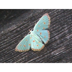 /filer/webapps/moths/media/images/S/stillata_mirabilaria_Comostolopsis_A_Guyonnet.jpg