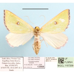 /filer/webapps/moths/media/images/T/trimeni_Rhadinomphax_A_MGCLa_01.JPG