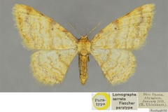 Heterostegane serrata