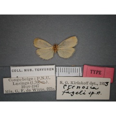 /filer/webapps/moths/media/images/F/fageli_Pusiola_HT_RMCA_02.jpg