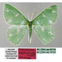 /filer/webapps/moths/media/images/A/agglomerata_Prasinocyma_HT_ZSM_01_xf79tBE.jpg