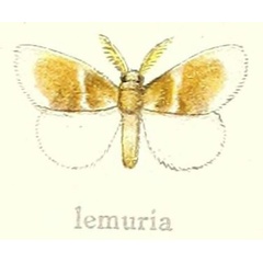 /filer/webapps/moths/media/images/L/lemuria_Euproctis_HT_Hering_21c.jpg