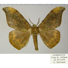 /filer/webapps/moths/media/images/C/cinerea_Megadrepana_AM_ZSMa.jpg