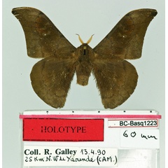 /filer/webapps/moths/media/images/G/galleyi_Orthogonioptilum_HT_Basquin.jpg
