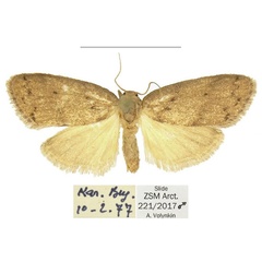 /filer/webapps/moths/media/images/S/smithi_Spatulosia_PTM_ZSM.jpg