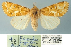 Nyodes argentea