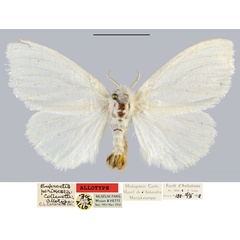 /filer/webapps/moths/media/images/P/perixesta_Euproctis_AT_MNHN.jpg