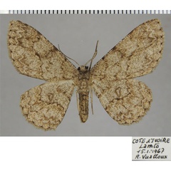 /filer/webapps/moths/media/images/P/pectinata_Zeuctoboarmia_AF_ZSM.jpg