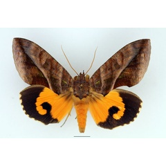 /filer/webapps/moths/media/images/I/imperator_Eudocima_AM_Basquin_01.jpg