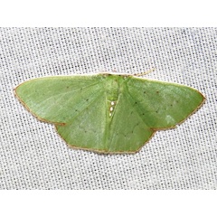 /filer/webapps/moths/media/images/A/aenospila_Lophorrhachia_A_Braun.jpg
