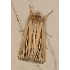 /filer/webapps/moths/media/images/A/amens_Vietteania_A_Heyns_02.jpg