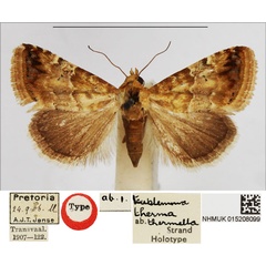 /filer/webapps/moths/media/images/T/thermella_Eublemma_HT_NHMUK.jpg