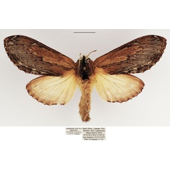 /filer/webapps/moths/media/images/L/ligniclusa_Braura_AF_TMSA_03.jpg