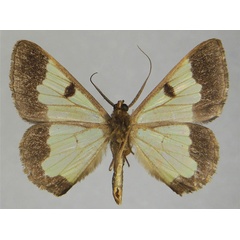 /filer/webapps/moths/media/images/V/volsella_Zamarada_AM_ZSMb.jpg