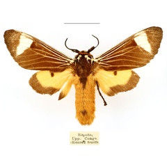 /filer/webapps/moths/media/images/E/extranea_Casphalia_AM_BMNH_BseMIar.jpg