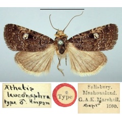 /filer/webapps/moths/media/images/L/leuconephra_Athetis_HT_BMNH.jpg