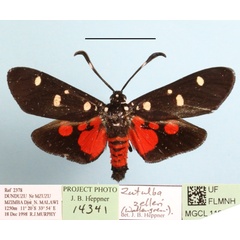 /filer/webapps/moths/media/images/N/namaqua_zelleri_Zutulba_A_MGCLa_01.JPG