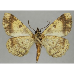 /filer/webapps/moths/media/images/C/cowani_Xylopteryx_AM_ZSMb.jpg