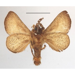 /filer/webapps/moths/media/images/H/hilda_Compactena_AM_MGCLb_01.JPG