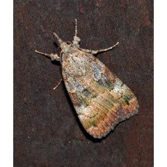 /filer/webapps/moths/media/images/I/inquirendus_Crypsotidia_A_Roland_01.jpg