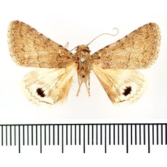 /filer/webapps/moths/media/images/A/atrosignata_Anumeta_AM_BMNH.jpg