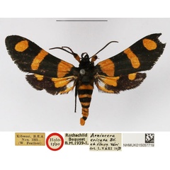 /filer/webapps/moths/media/images/F/flava_Arniocera_HT_NHMUK.jpg